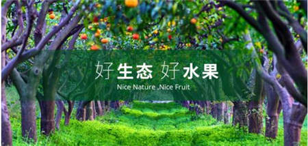 海歸博士回鄉(xiāng)創(chuàng)業(yè)種魏柑