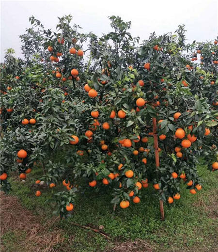 魏柑可能是這個季節(jié)最好吃的水果，90%的人都不知道