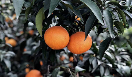 魏柑可能是這個季節(jié)最好吃的水果，90%的人都不知道