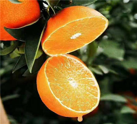 魏柑可能是這個季節(jié)最好吃的水果，90%的人都不知道