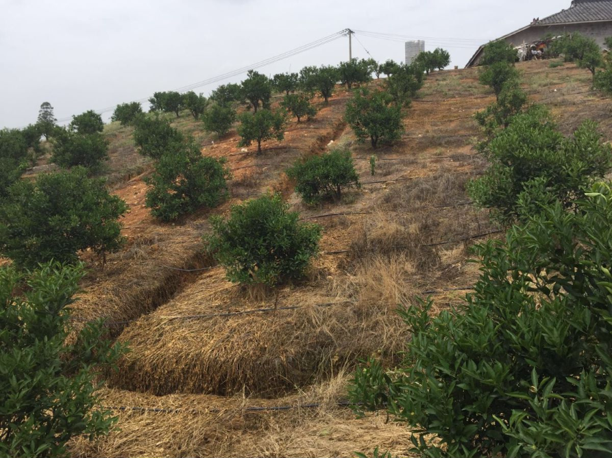 果林滴灌.png 果林滴灌.png