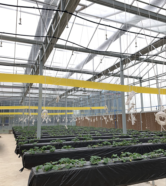 大棚的草莓.png 大棚的草莓.png