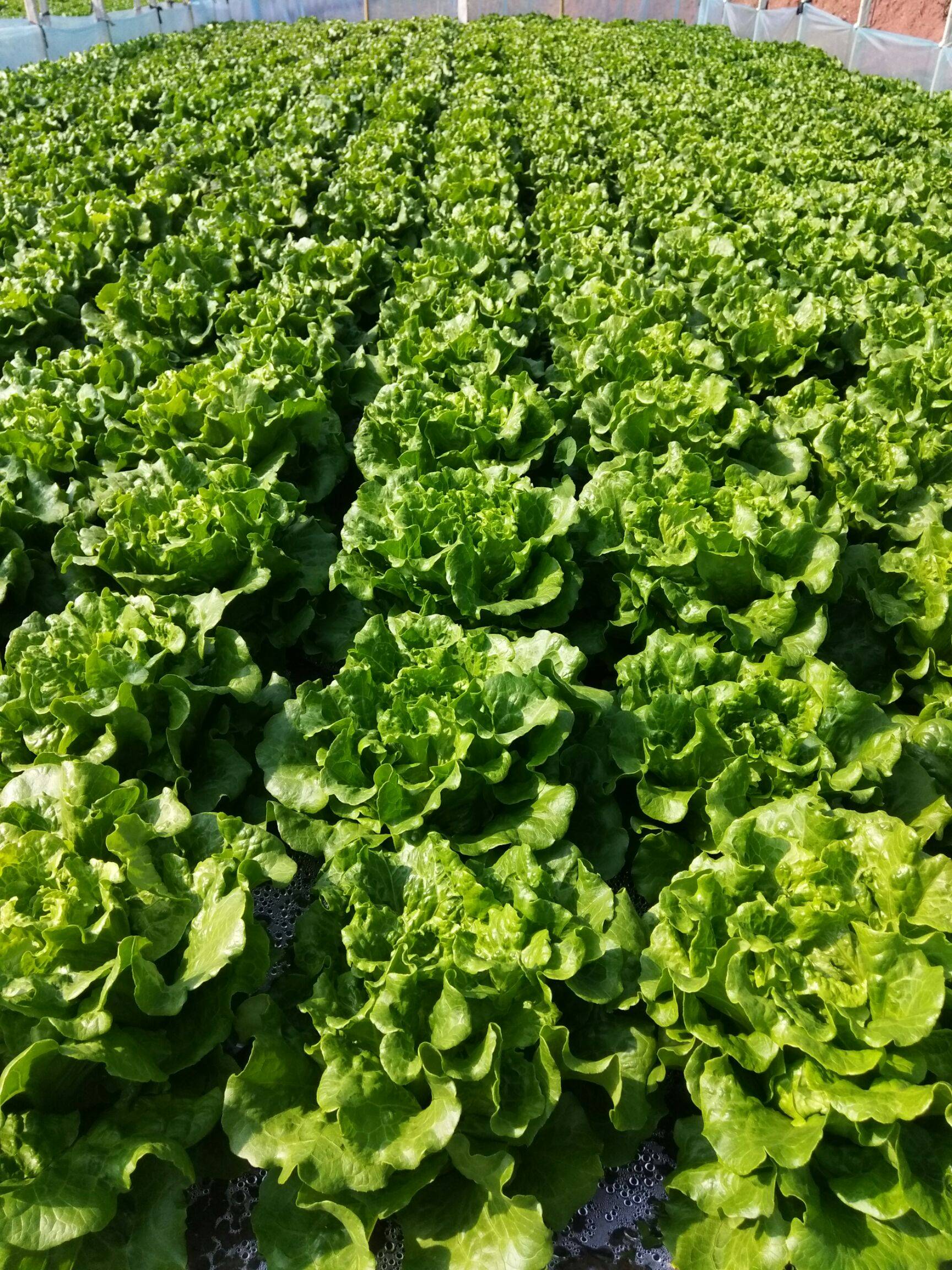 生菜.jpeg 生菜.jpeg