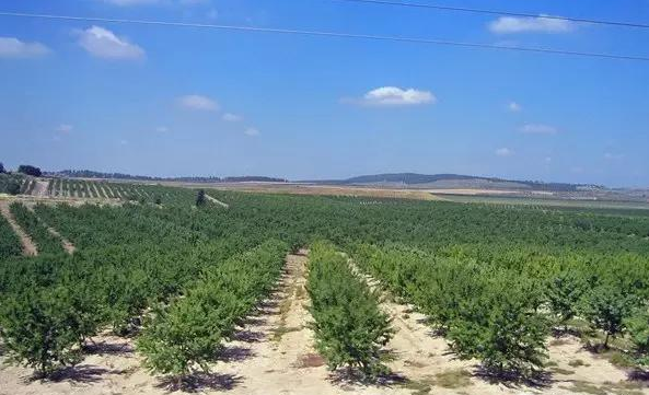 以色列滴灌 樹.png 以色列滴灌 樹.png