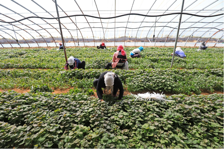 溫室紅薯.png 溫室紅薯.png